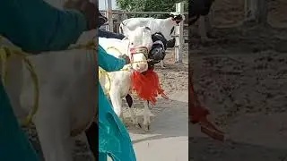 Sold Out Hifar||Mahria Dairy Farm|Peargunt hifar Car Go|Allha Pak nay Malik ky Naseeb kary Ameen