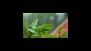 Hours of Deep House Bliss 🌴 Rainforest Ambience & Relaxing Bass