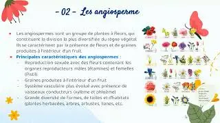 Les angiospermes : les plantes à fleurs expliquées simplement