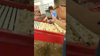 Garlic head Grading Machine, Industrial Sorter for Garlic head, Onion
