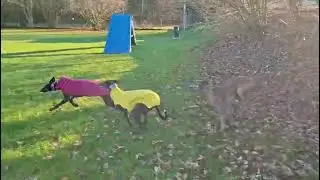 Nelia auf PS in Deutschland #galgo #zuhausegesucht 