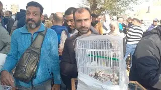 سادس فيديو💚من سوق الجمعة الناس اشترت عصافير ايه وبكام⁉️وأسعار العصافير بأرقام اصحابها من داخل السوق🎈