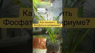 Как понизить фосфаты в аквариуме?