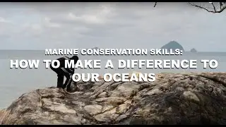 Marine Conservation Skills: How to Make a Difference to our Oceans