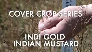 Indi Gold Indian Mustard: Noble Cover Crop Series