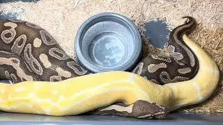 LAVENDER ALBINO,CLOWN X MOJAVE 🔐 LOCKED PLUS LOOKING OVER SOME HOLDBACKS. 