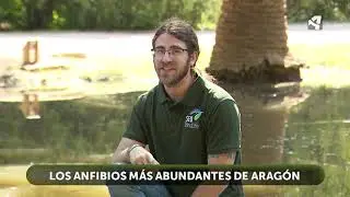 Anfibios aragoneses