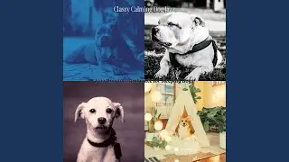 Distinguished Music for Training Dogs