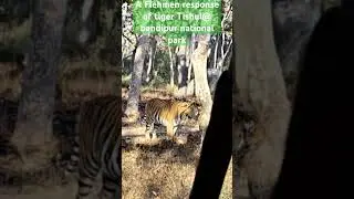 #tigersofindia #tiger #bandipurtigerreserve #wildlife #junglesafari #jungle #shorts #ytshots