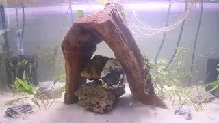 My Sterbai Corydoras Got a New Home! 40 Breeder Upgrade & Reaction!