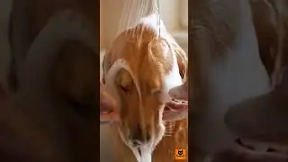 Golden Retriever Bath Therapy 🐶 Gentle head massage, total calm achieved. 🫧  #Golden #Shorts