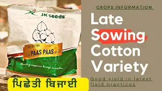 Jk pass pass BG2 cotton seed for late sowing