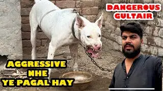 Aggressive Nhe Ye Tu Pagal Gultair Hay 😳 Dangerous Gultair Mil Gaya