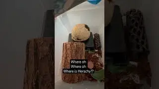 Checking on the #Leachies 💙🦎#GECKO #newcaledonia #geckolover #pets #petshorts #cagetour #cutepets