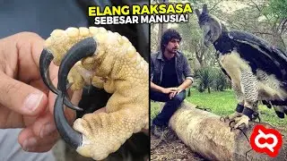 Punya Cakar Super Besar! Inilah Burung Elang Terbesar Penguasa Udara yg Masih Hidup Sampai Sekarang