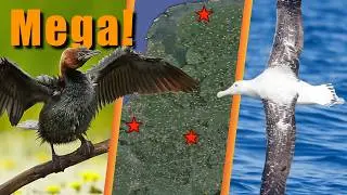 10 Rarest birds seen in the Netherlands & Western Palearctic week 35 (08-26/01-09)