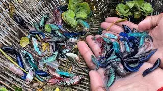 Amazing Hand Fishing Video | Fisherman Catching Betta Fish By Hand in Pond Water