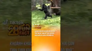 Chimp IQ Test: Can These Primates Outsmart Humans?#animals #funny #shorts #shortvideo #shortsfeed