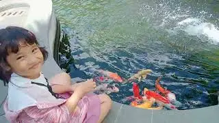 Ikan Koi Ikan Hias Kolam Summaba #ikanhias #ikankoi #koifish #koi #fish #ikankoidikolam #shortvideo
