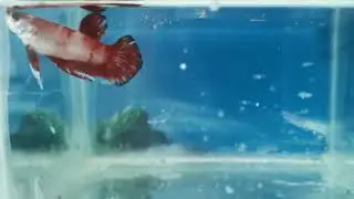 Nemo Candy HMPK - 1