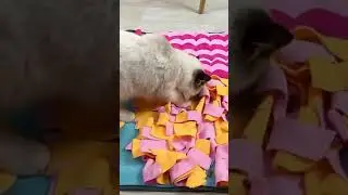 Dog Feeding Mat #Dog Training Pad #Dog Feeding Mat #shorts! #youtubeshorts! #shortvideo #timestrends