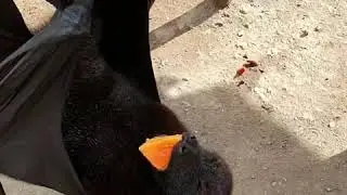 Megabat