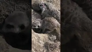 PELEA de Suricatas! #meerkat #short