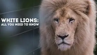 White Lions: All You Need To Know