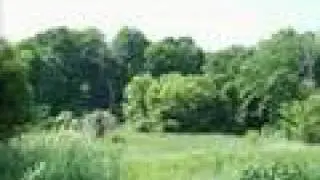 Forest Valley music video feat. P.O.D.