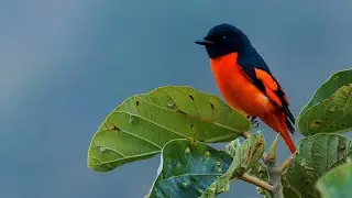 Bird Photography In A Small Himalayan Village:Long-tailed Minivets and Himalayan Bluetail
