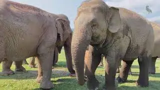 Faa Mai Herd enjoy the elephant cake - Eleflix