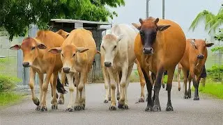 Tame Village Cow Herder on the road, Cow Sound, Cow Moo, Cow Moing, Cute Cow Herd