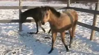 2009 AQHA Dun Hollywood Dun It/Topsail Whiz bred colt FOR SALE