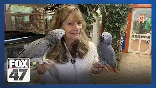 Lansing bird whisperer: Debbie Preuss gives birds TLC for 40 years