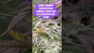 Spider Farmer&reg; 90X90X180cm Complete Grow Tent Kit SF2000PRO EVO 200W  #crazybud #420 #growled