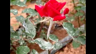 Identifier et traiter les maladies du rosier