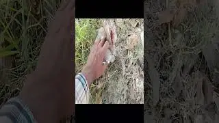 slingshot hunting dove