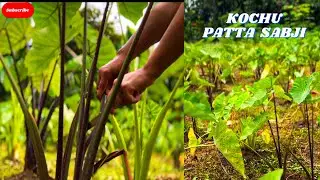 Harvesting and Home Cooking/Freshly Harvested Taro Leaves on the menu/Village Life Unveiled