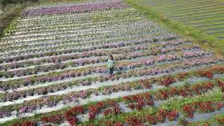 Lambasingi Flower 🌸 Garden