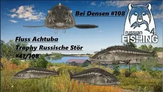 Russian Fishing 4 Fluss Achtuba #108 (Trophy Russische St&ouml;r)