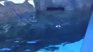 News Talk 770 - Penguin Chicks at Zoo