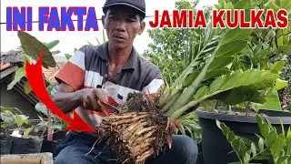 JAMIA KULKAS || Cara perbanyak, menanam, dan merawatnya !!!