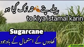 khad ke istamal ke bad bhi || gane ka qad nihen badh raha || to kiya istamal karin || SUGARCANE 