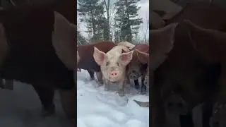 Pigs 🐷🐖🐷 #oink #pigs #snowypig #snowypigs #cuteanimalsofinstagram #cuteanimalreel #cuteanimalreels
