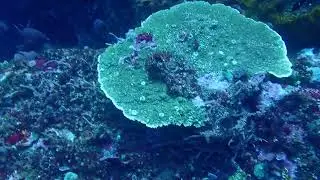 Diving with a Napolean Wrasse, Cute Turtle, and Beautiful Coral at the Yellow Wall Dive Site, Komodo