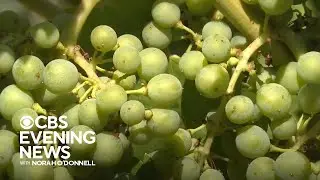 Napa County wineries research new technology to fight climate change