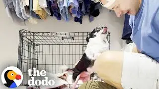 Dad Has The Cutest Wake Up Routine For Senior Chihuahua's | The Dodo