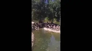 flamingoes