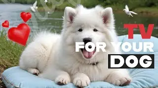 🐾 8 Hours of Soothing Calm Music | Relaxing Dog Sounds & Visuals for Your Furry Friend 🌈