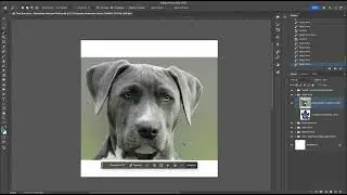 Magic Wand Tool Basics